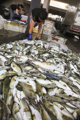 溫嶺松門水產市場驚現野生河豚交易，食品安全警鐘再響