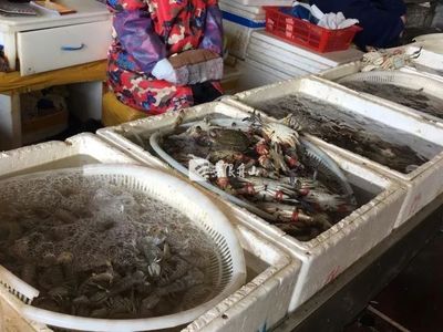 節后市場觀察 菜價回落水產品降價，農產品供需趨穩