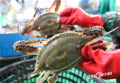 分揀鮮活梭子蟹 農(nóng)產(chǎn)品標準化與質(zhì)量控制的關鍵環(huán)節(jié)