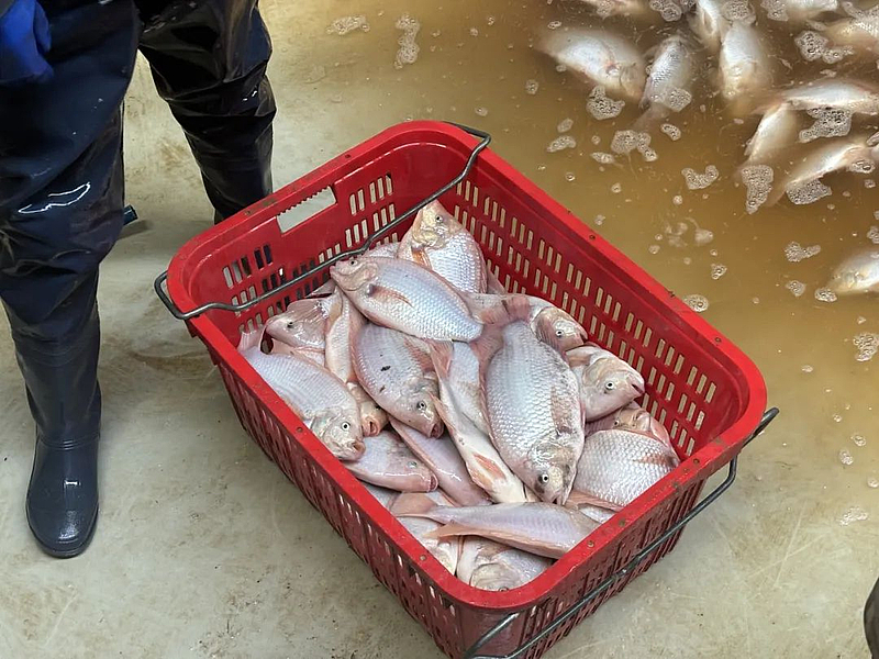 石堡養殖桶激起“致富浪” 新春走基層探訪年年有“魚”的鄉村振興新圖景