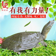 郵樂網(wǎng)水產(chǎn)品海鮮大全 實時報價、高清圖片與水產(chǎn)制品選購指南